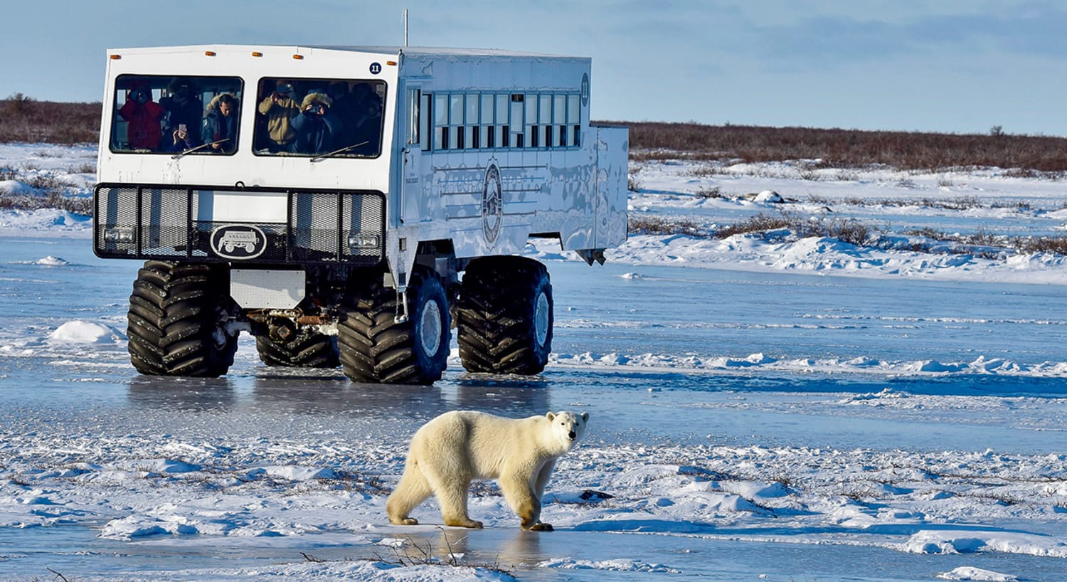 polar bear safari